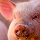 Illustration for article titled The Science of Building the Perfect Pig